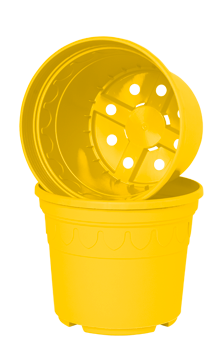Sun-yellow