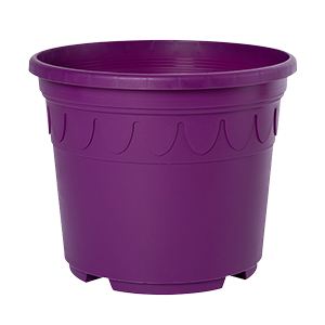 Sonderfarbe brombeere Genua