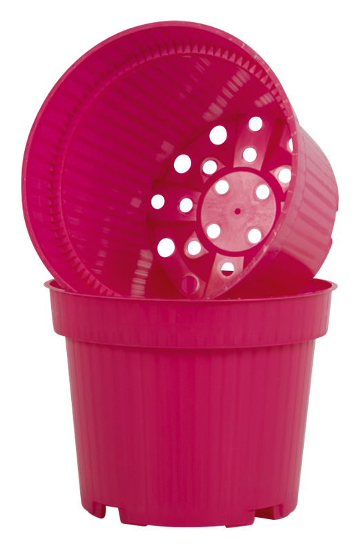 Magenta
